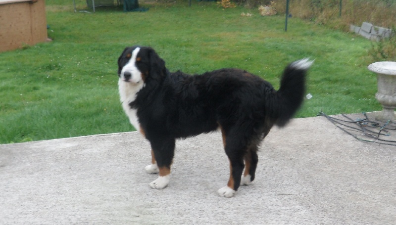 Falco Du Domaine D'Athos