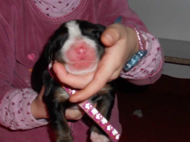 Fridhilde Du Domaine D'Athos