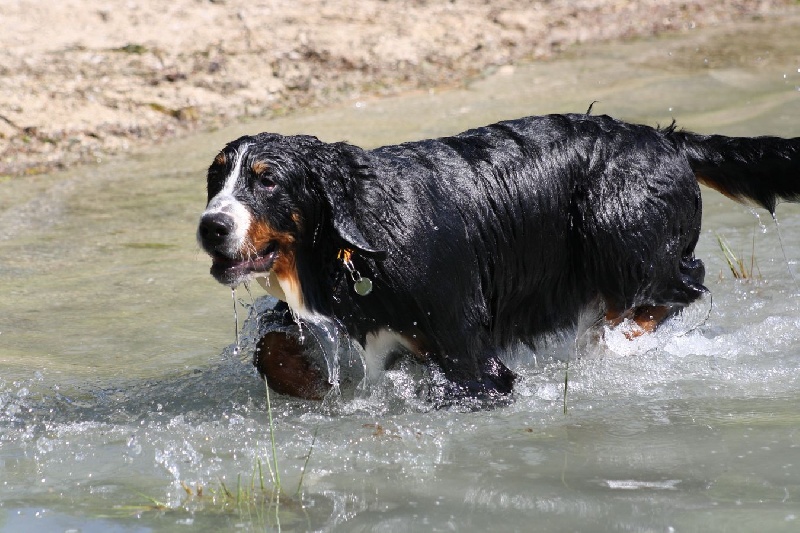 Fridhilde Du Domaine D'Athos