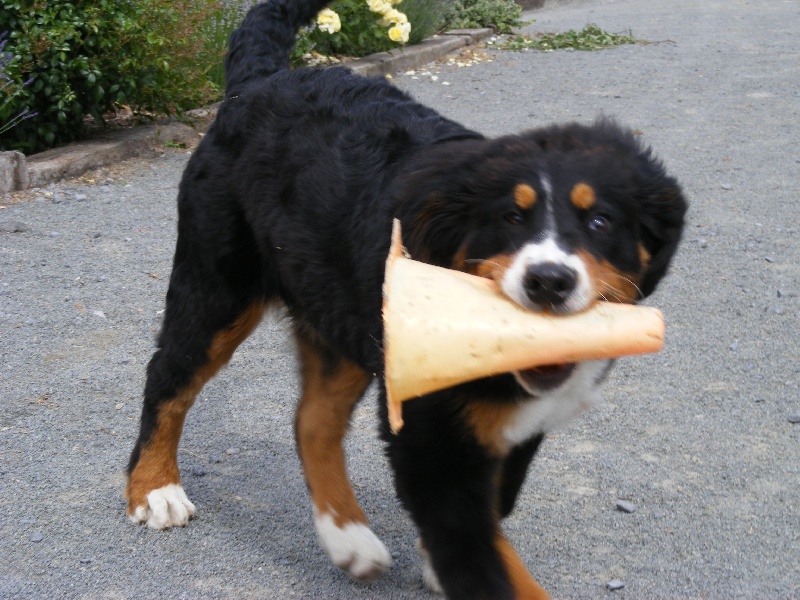 Faïz dite fée Du Domaine D'Athos