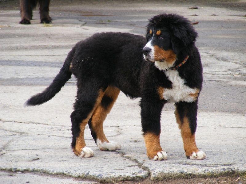 Faïz dite fée Du Domaine D'Athos