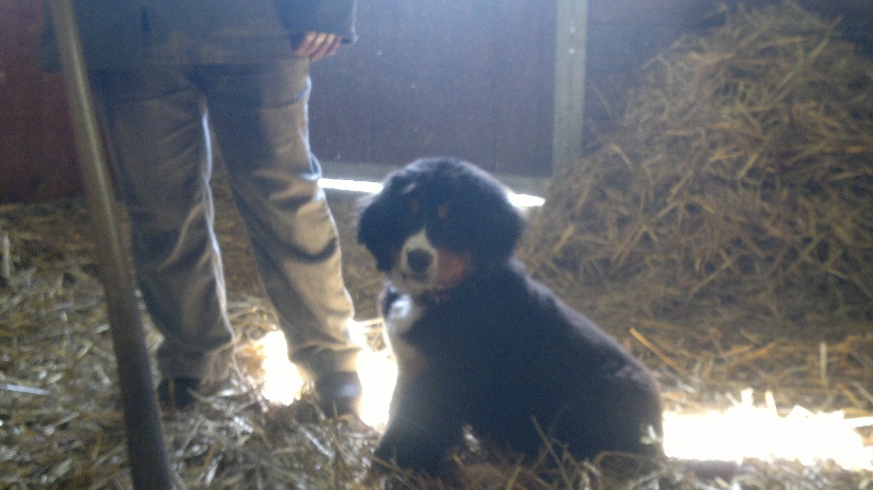 Faïz dite fée Du Domaine D'Athos