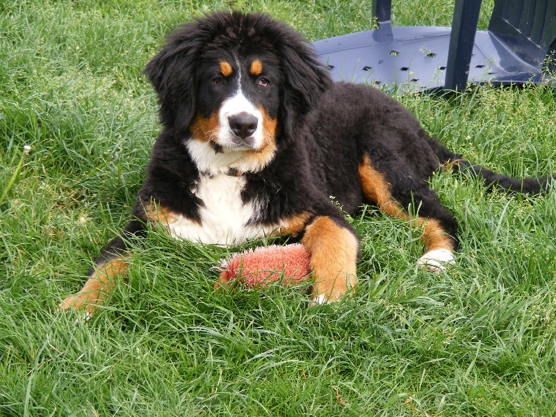 Faïz dite fée Du Domaine D'Athos