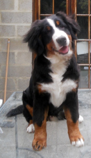 Holly dit hermione Du Domaine D'Athos