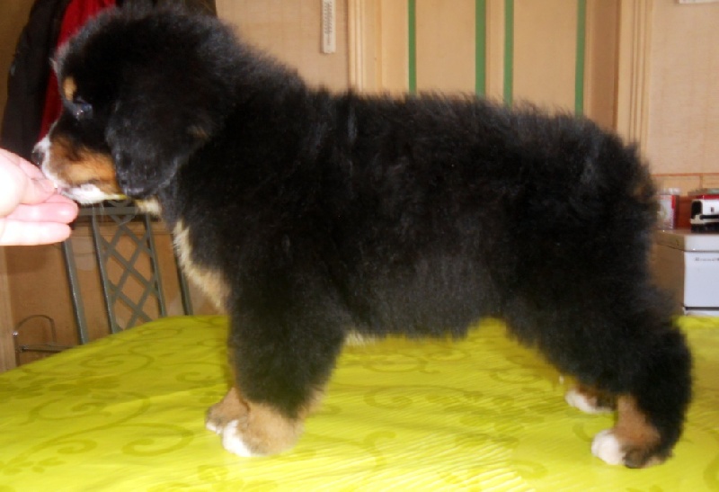 Holga Du Domaine D'Athos