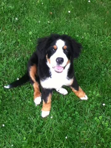 Hator dit henya Du Domaine D'Athos