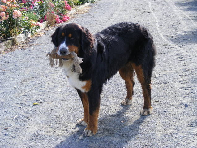 Faïz dite fée Du Domaine D'Athos