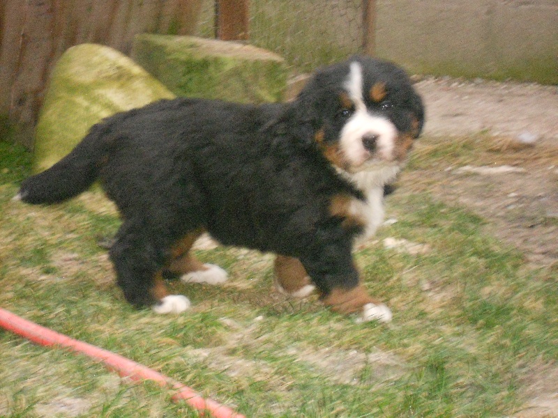 Fridhilde Du Domaine D'Athos