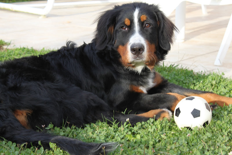 Hyoko Du Domaine D'Athos