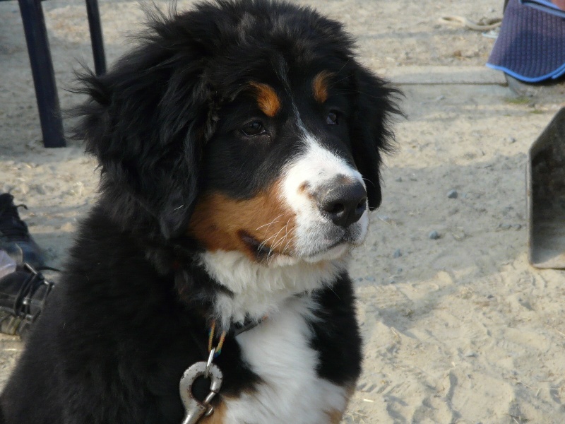 Faïz dite fée Du Domaine D'Athos