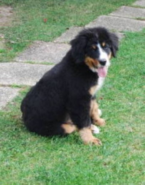 HawaÏ Du Domaine D'Athos