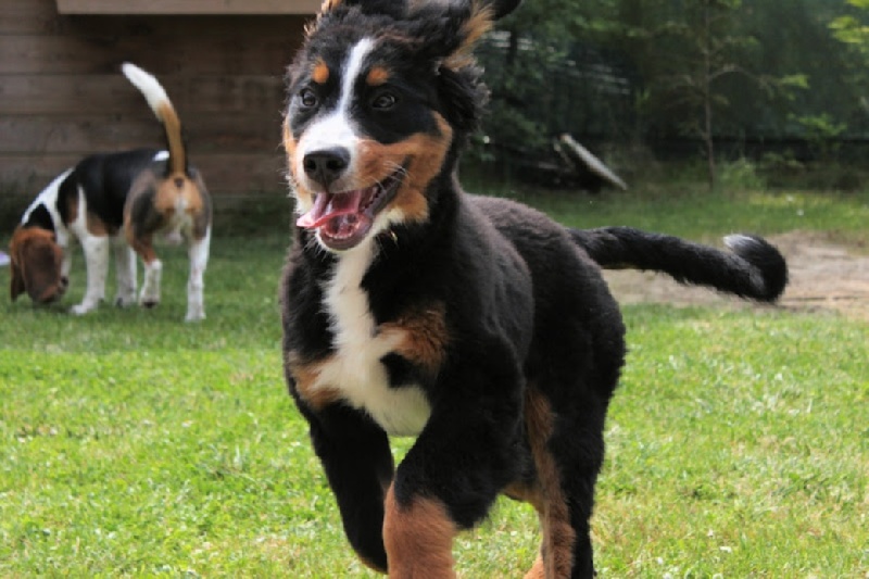 Hyoko Du Domaine D'Athos