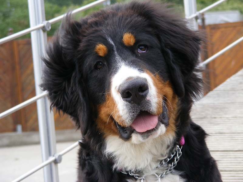 Faïz dite fée Du Domaine D'Athos