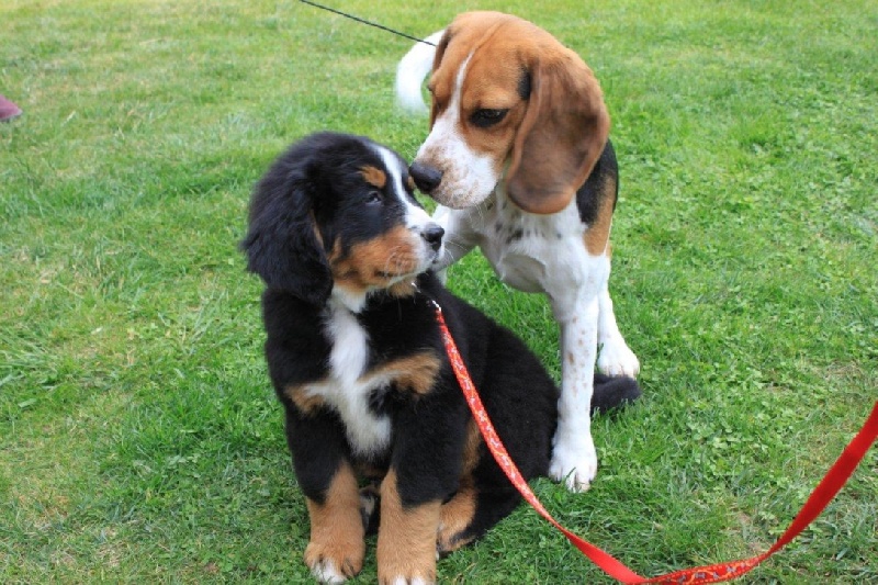 Hyoko Du Domaine D'Athos