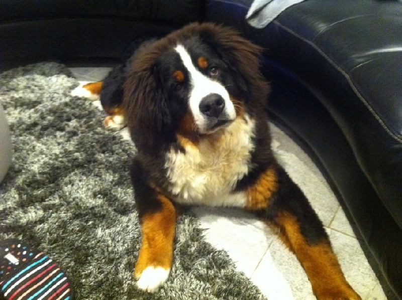 Izzy Du Domaine D'Athos