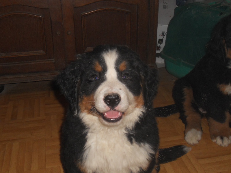 Falco Du Domaine D'Athos