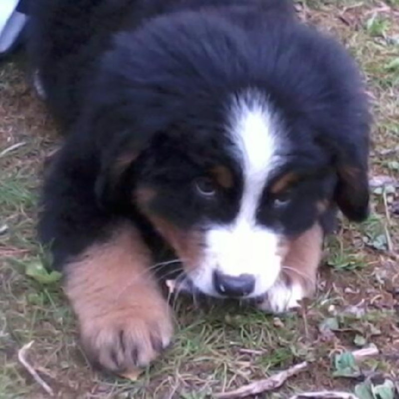 Holly dit hermione Du Domaine D'Athos