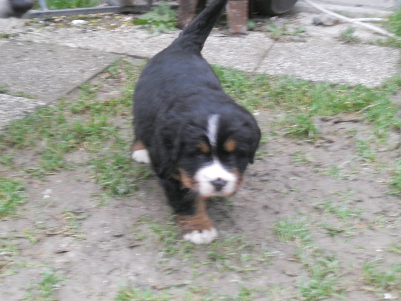 Faïz dite fée Du Domaine D'Athos