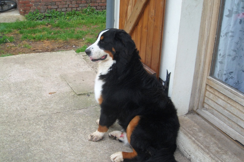 Falco Du Domaine D'Athos