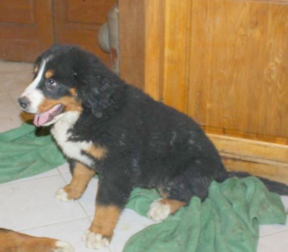 Fridhilde Du Domaine D'Athos