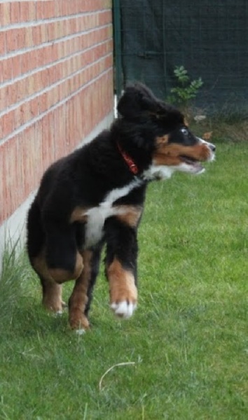 Hyoko Du Domaine D'Athos