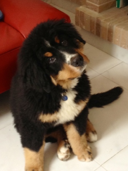 Heart of love dit heliot Du Domaine D'Athos