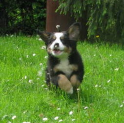 Hator dit henya Du Domaine D'Athos