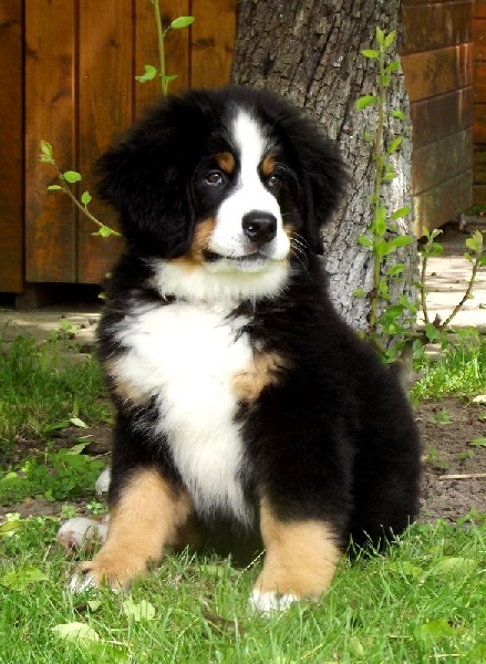 Héros Du Domaine D'Athos