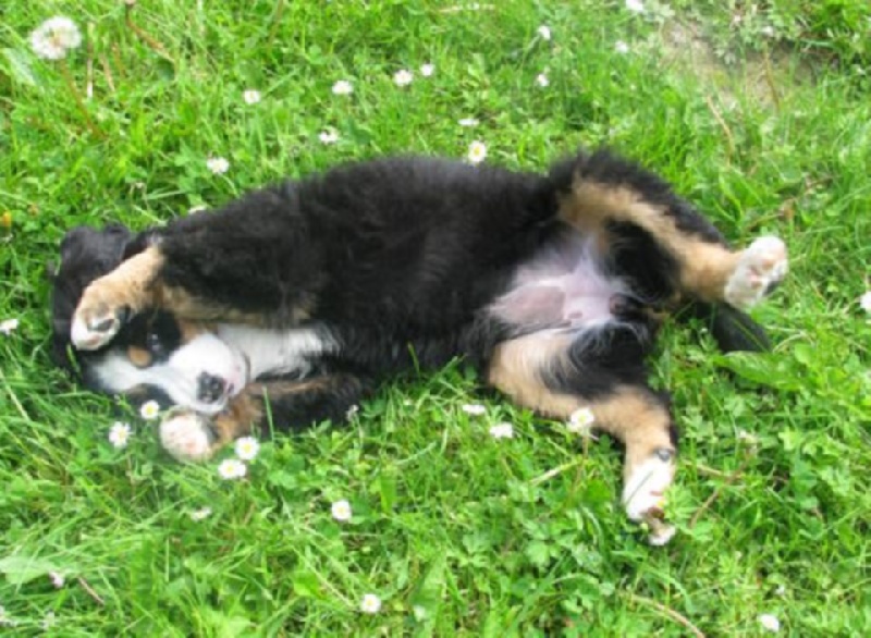 Hator dit henya Du Domaine D'Athos