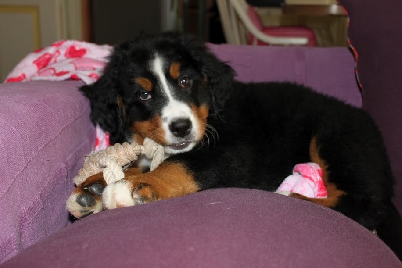 Hyoko Du Domaine D'Athos