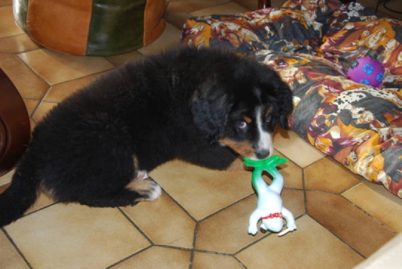 HawaÏ Du Domaine D'Athos