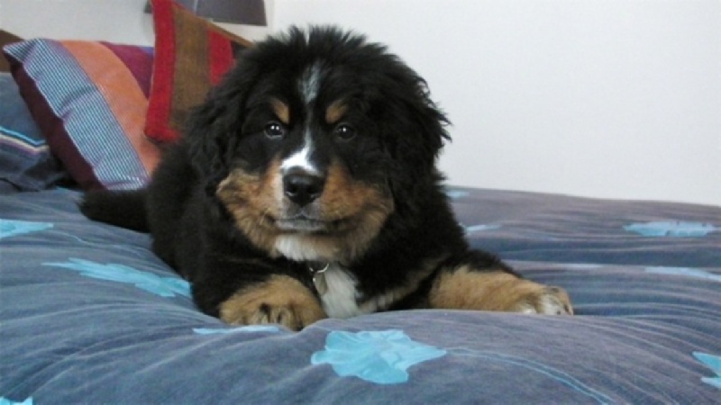 Heart of love dit heliot Du Domaine D'Athos