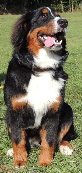 Hailè Du Domaine D'Athos