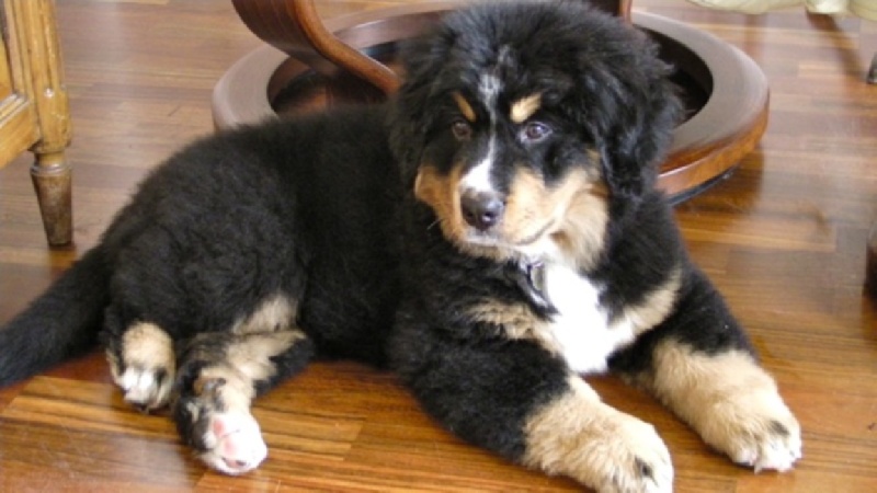 Heart of love dit heliot Du Domaine D'Athos