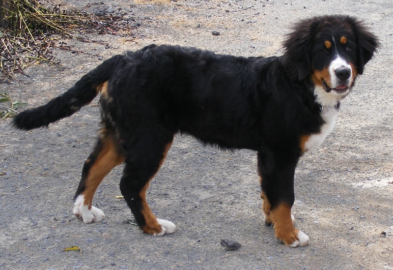 Faïz dite fée Du Domaine D'Athos