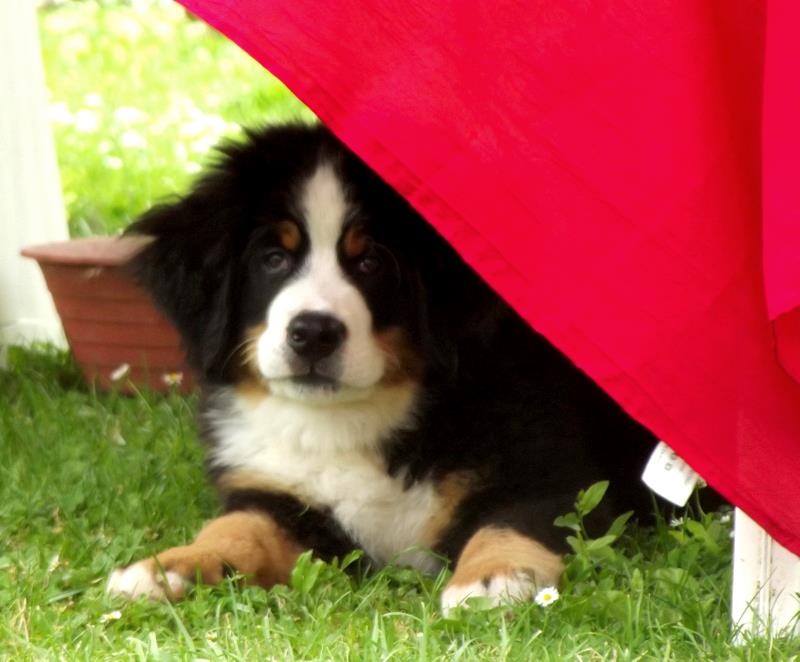 Héros Du Domaine D'Athos