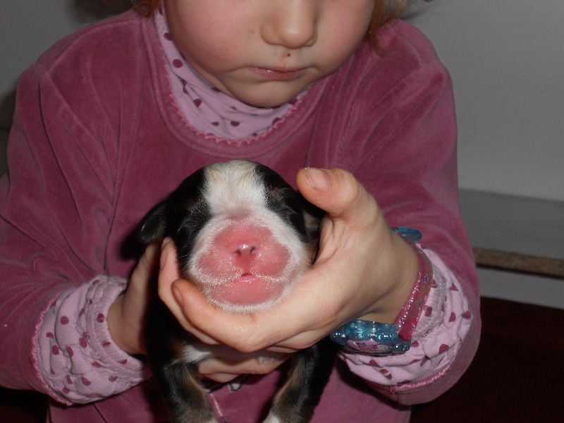 Falco Du Domaine D'Athos