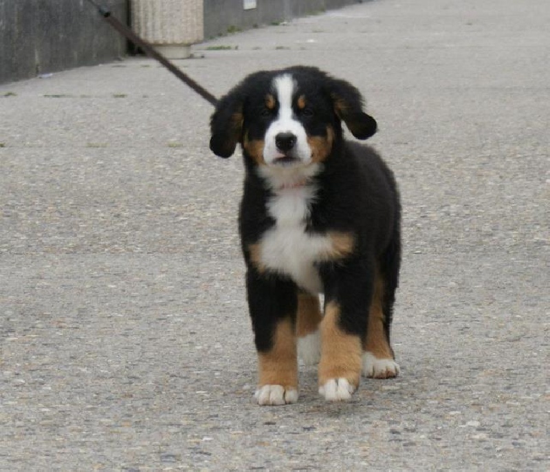 Henjoy Du Domaine D'Athos