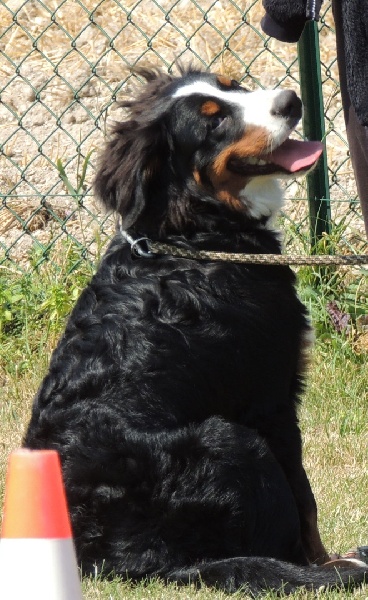 Holly dit hermione Du Domaine D'Athos