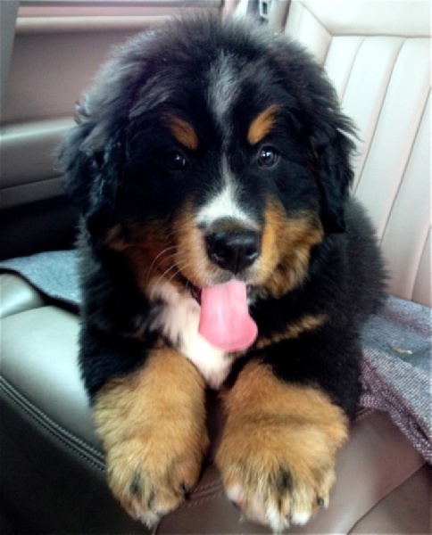 Heart of love dit heliot Du Domaine D'Athos