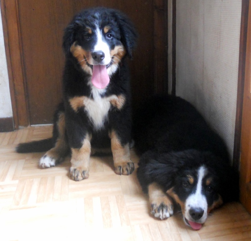 HawaÏ Du Domaine D'Athos