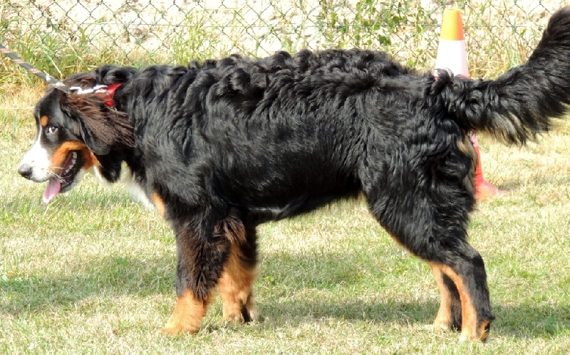 HawaÏ Du Domaine D'Athos