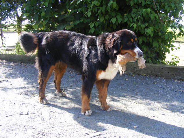 Faïz dite fée Du Domaine D'Athos