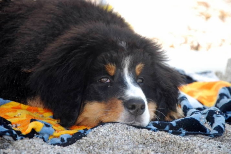 HawaÏ Du Domaine D'Athos