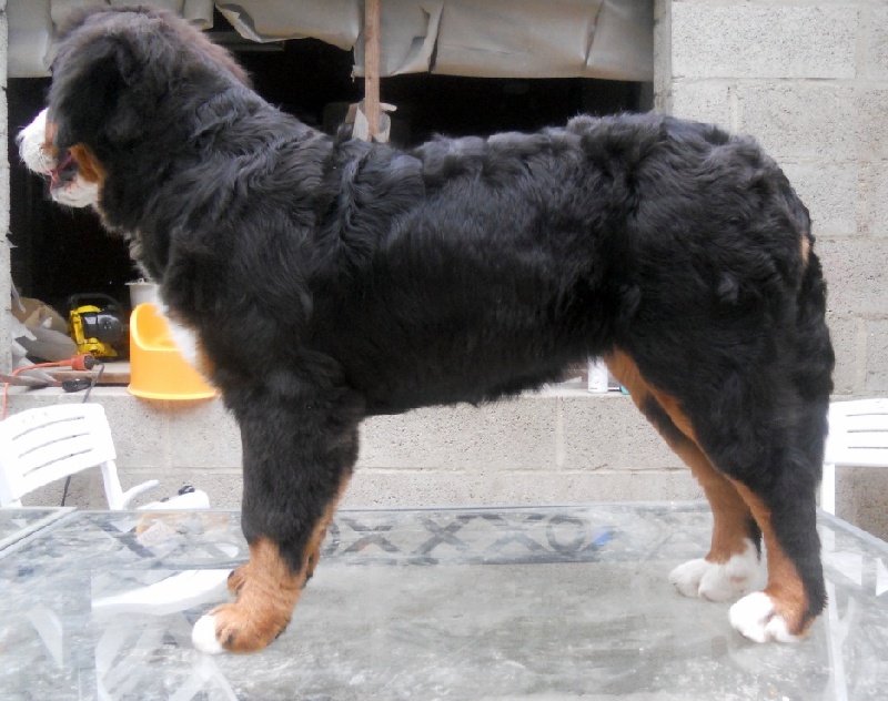 Holly dit hermione Du Domaine D'Athos