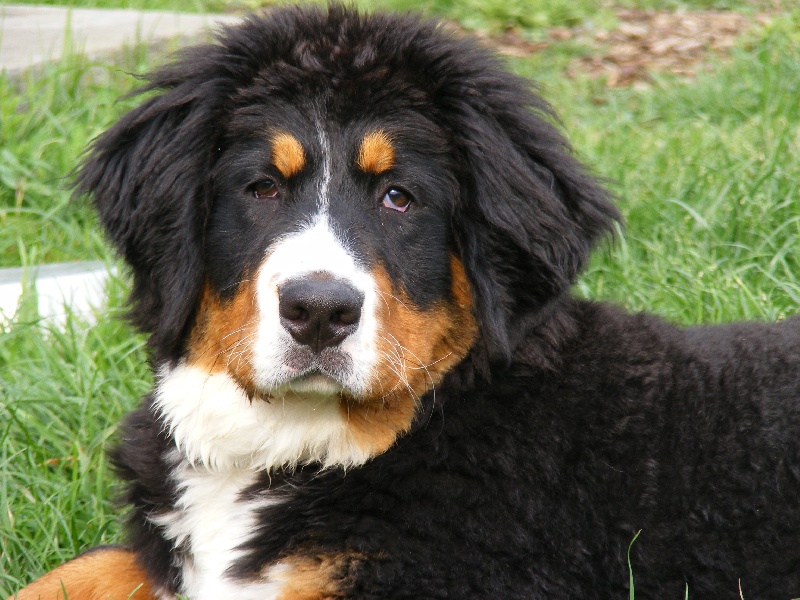 Faïz dite fée Du Domaine D'Athos