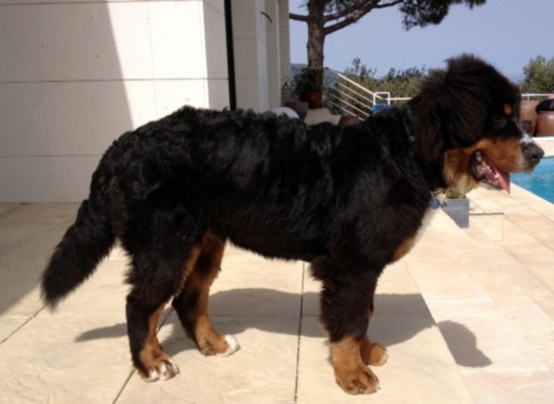 Heart of love dit heliot Du Domaine D'Athos