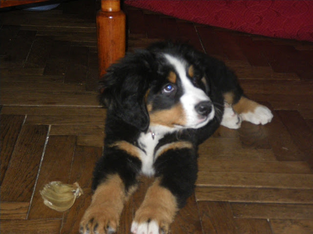 Holly dit hermione Du Domaine D'Athos