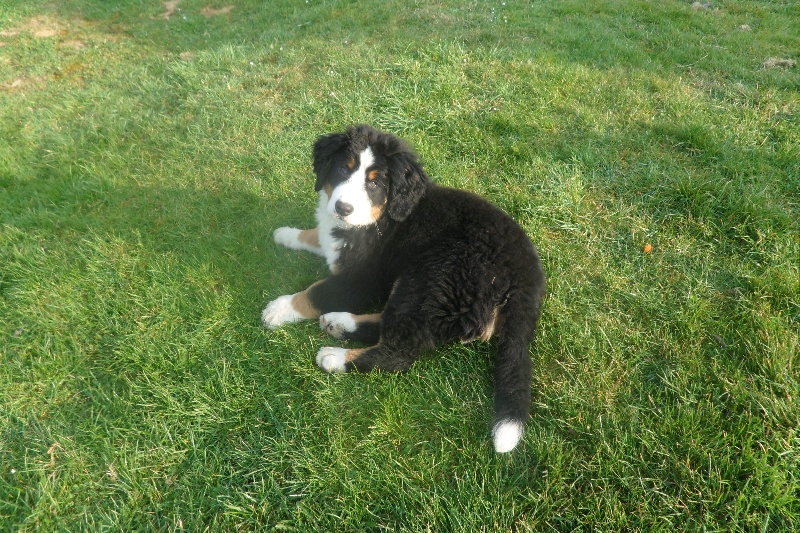 Falco Du Domaine D'Athos