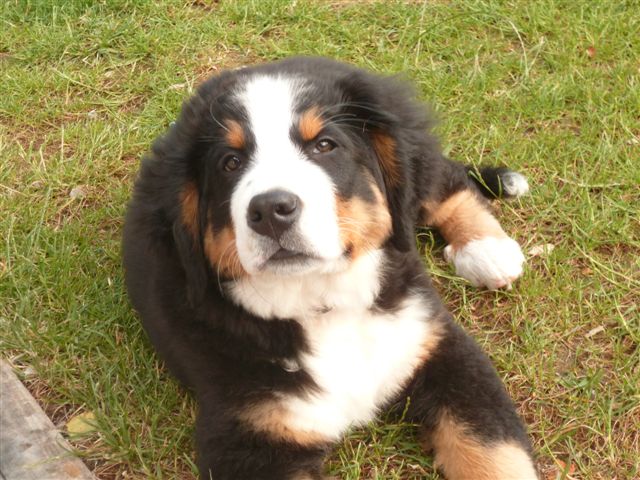 Heidy Du Domaine D'Athos